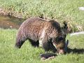 Grizzley bear moving away